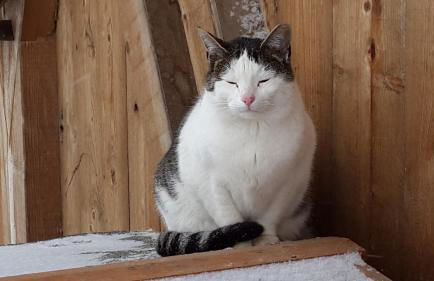 Ferienwohnungen Kuentnerhof - Foto 48