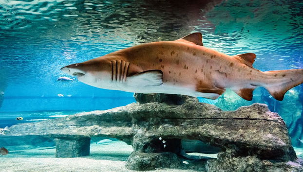 Aquarium Costa de Almería - Photo 2