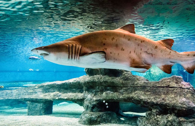 Acquario Costa d'Almería - Foto 2