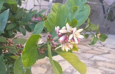 Apartments by the sea Ubli, Lastovo - 16599 - Foto 10