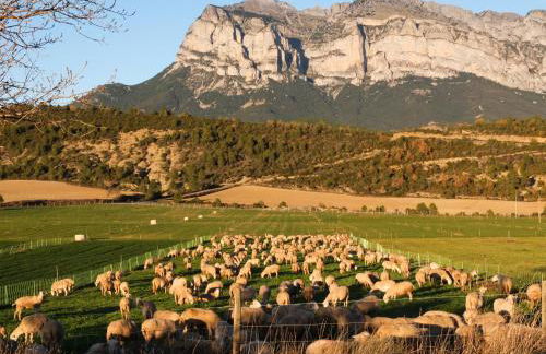 O Chardinet d'a Formiga - Foto 26
