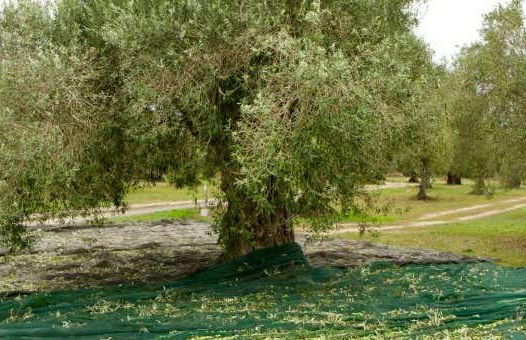 Visita a una almazara y su olivar + Cata de aceite - Foto 1