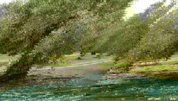 Olive Oil Mill and Grove Tour + Tasting