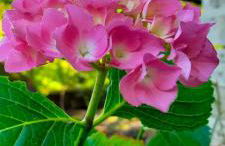 Casa Hydrangea con piscina e giardino - Foto 19