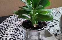 Angies House - Foto 5