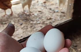 Casa Don Carmelo-Holiday' s Food Experience - Foto 13