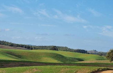 Gecko Pego Longo - Foto 57