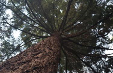 Blissful Solitude Cottage - Foto 43