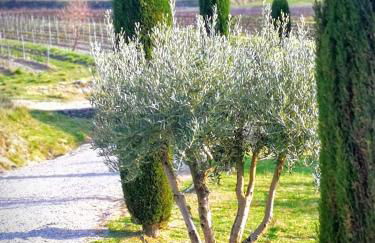 Brin d'Olivier en Luberon - Foto 63