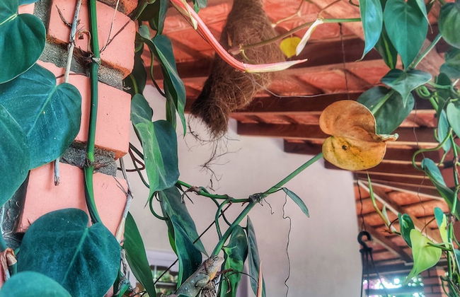 The Thota Mane - Foto 35