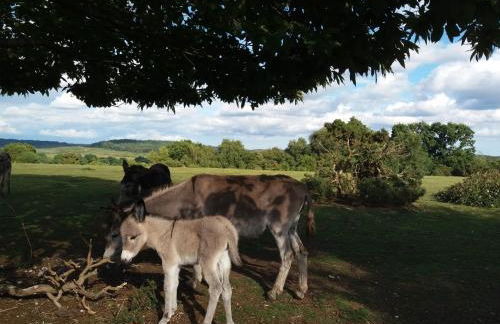 Forest Palms Studio The New Forest National Park - Foto 32