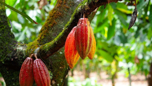 Hiking in Paraíso - Foto 3