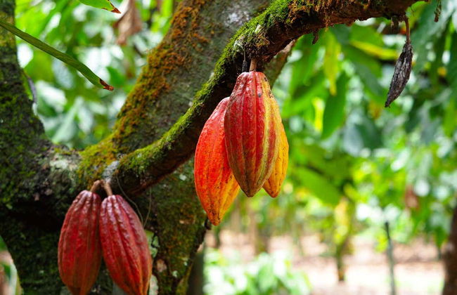 Hiking in Paraíso - Foto 3