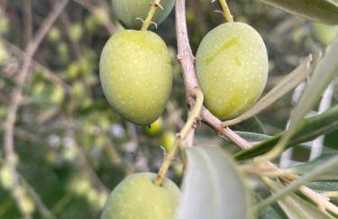 Agriturismo La Luciana - Foto 82