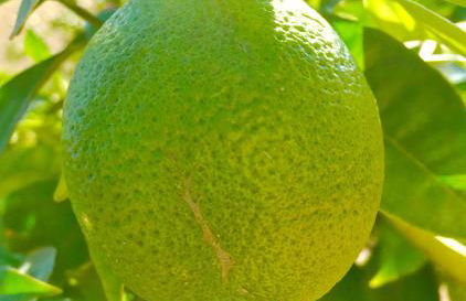 Residenza Limpiddu - Foto 40