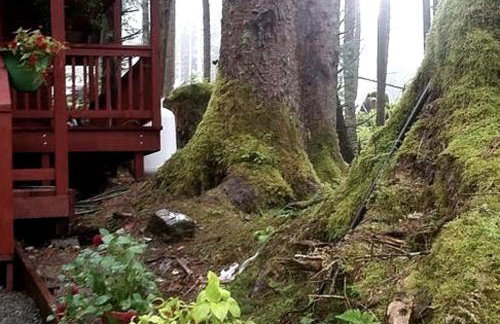 Charming A-Frame Cabin Rental on Prince of Wales Island in Hollis, Alaska - Foto 7