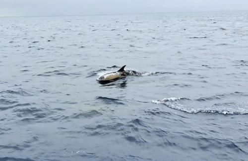 Casa Papillon - Foto 46