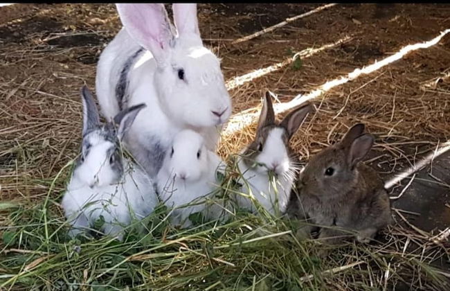 Agriturismo Sinciano - Foto 27