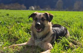 Apartment in Somaggia - CasaCamillo - Foto 23