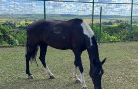 Sítio Vista das Montanhas - Foto 13
