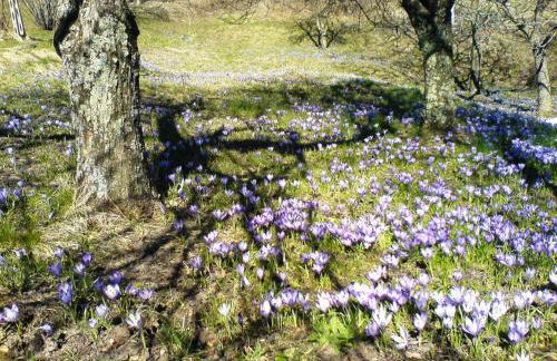 Ciclaminis - Photo 25