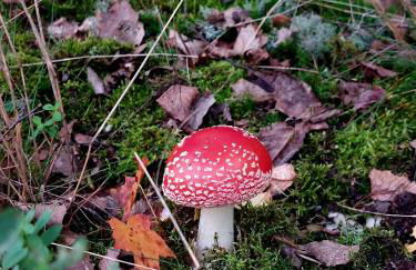 Gemütliche Zwei-Zimmer-Ferienwohnung "W1" in Zwenkau bei Leipzig im Neuseenland - Foto 68
