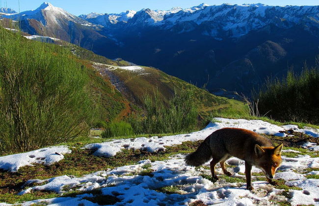 Passeggiata con racchette da neve al Parco Naturale di Somiedo - Foto 2