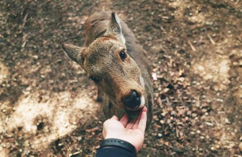 Kiki on the Lake - Foto 8