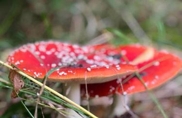 Kolory Mazur - Foto 12