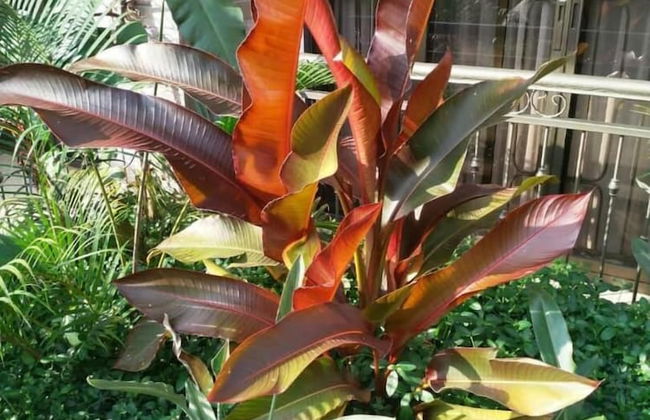 Caran Hotel Apartments - Foto 34