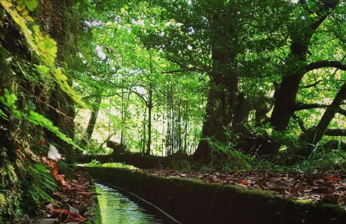 Ape Esquerdo - Foto 34