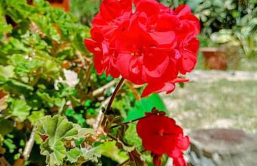 Trulli del Panorama - Foto 25