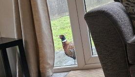 Oak Tree Lodge with Hot Tub near Alton Towers - Foto 5