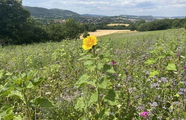 Harzburgliving Goethe's Time out - Foto 5