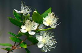 Abbaechelu - Foto 16