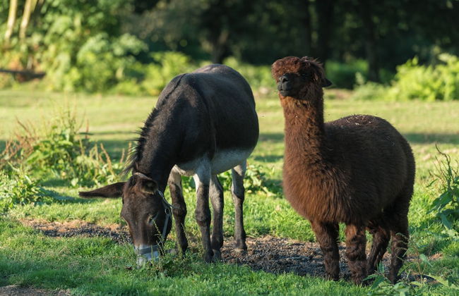 Vallée de Pratmeur - Foto 16
