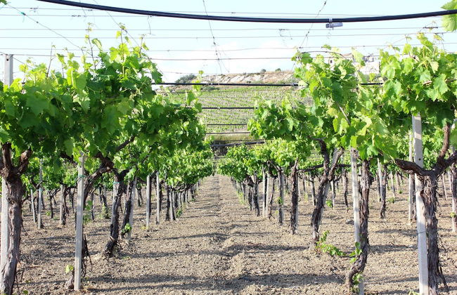 Agriturismo La Casa di Bacco - Foto 29