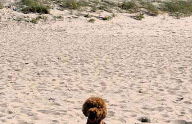 Frida SPO Ferienwohnung Nordsee mit Hund - Photo 45
