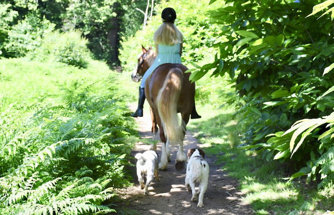 Queen Bower Farm Lodge - Foto 20