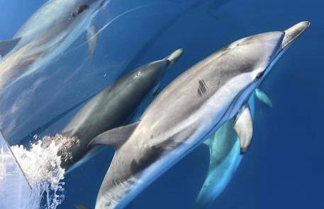 LA BADINE Accés direct à la plage clim balnéo piscine - Foto 42