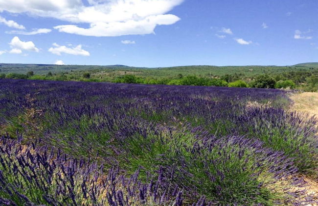 Holiday Home With Private Pool in Bedoin - Photo 33