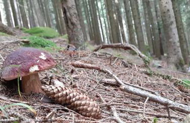 Appartamento EDELWEISS - Foto 16