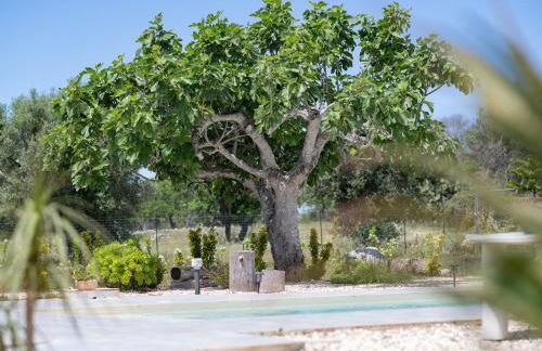 Villa Myricae by BiancoPugliaVacanze - Photo 6