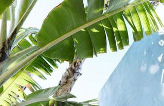 Tortuga blue house in banana plantation - Foto 11