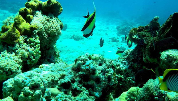 Discover Scuba Dive in Lombok - Foto 5