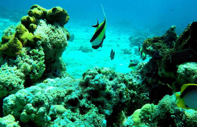 Bautismo de buceo en Lombok - Foto 5