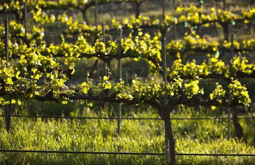 Dunning Vineyards Guest Villa - Foto 22