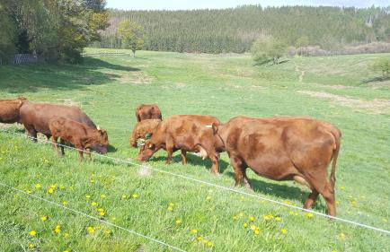 Ferienhaus Harzer Bauernhof - Foto 15