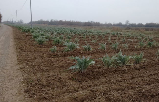 Agriturismo La Barena - Foto 39