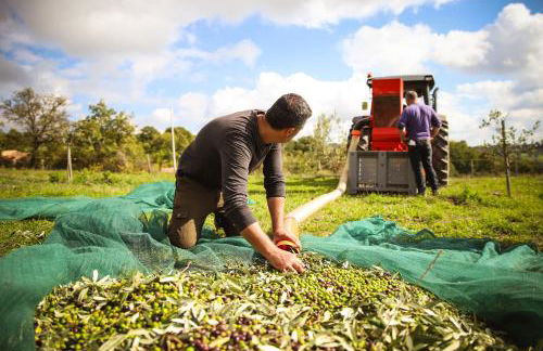 Bio Agriturismo Poggio Aione - Foto 24
